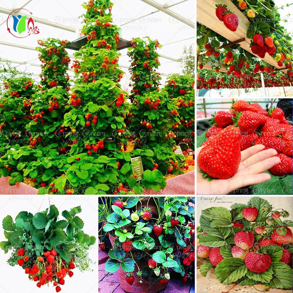 jumbo strawberry seeds 20 PCS Red giant Climbing Strawberry Seeds Fruit Seeds For Home & Gard – need4seed