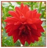 20 plant garden dahlias seeds For DIY Home Garden - Dahlias 20pcs/lot