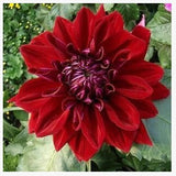 20 plant garden dahlias seeds For DIY Home Garden - Dahlias 20pcs/lot