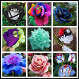 20pcs/bag rare mixed COLORS rose seeds