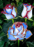 20pcs/bag rare mixed COLORS rose seeds