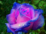 20pcs/bag rare mixed COLORS rose seeds
