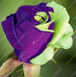 20pcs/bag rare mixed COLORS rose seeds