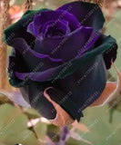 20pcs/bag rare mixed COLORS rose seeds