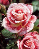 20pcs/bag rare mixed COLORS rose seeds