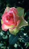 20pcs/bag rare mixed COLORS rose seeds