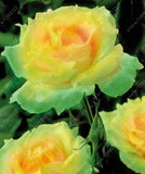 20pcs/bag rare mixed COLORS rose seeds