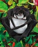 20pcs/bag rare mixed COLORS rose seeds