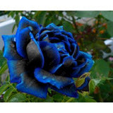 20pcs/bag rare mixed COLORS rose seeds