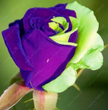 20pcs/bag rare mixed COLORS rose seeds
