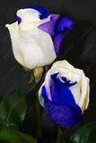 20pcs/bag rare mixed COLORS rose seeds