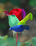 20pcs/bag rare mixed COLORS rose seeds
