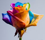 20pcs/bag rare mixed COLORS rose seeds
