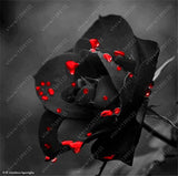 20pcs/bag rare mixed COLORS rose seeds