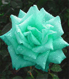 20pcs/bag rare mixed COLORS rose seeds