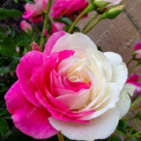 20pcs/bag rare mixed COLORS rose seeds