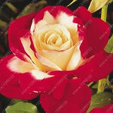 20pcs/bag rare mixed COLORS rose seeds
