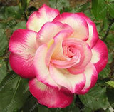 20pcs/bag rare mixed COLORS rose seeds