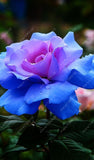 20pcs/bag rare mixed COLORS rose seeds