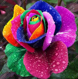20pcs/bag rare mixed COLORS rose seeds