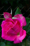 20pcs/bag rare mixed COLORS rose seeds