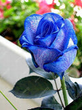 20pcs/bag rare mixed COLORS rose seeds