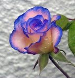 20pcs/bag rare mixed COLORS rose seeds