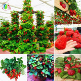 20 PCS  Red  giant Climbing Strawberry Seeds Fruit Seeds For Home & Garden DIY  rare seeds for bonsai Free Shipping
