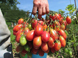 tomato seeds 20 pcs cherry tomato for home&garden planting