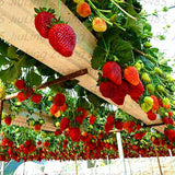 20 PCS  Red  giant Climbing Strawberry Seeds Fruit Seeds For Home & Garden DIY  rare seeds for bonsai Free Shipping