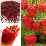 20 PCS  Red  giant Climbing Strawberry Seeds Fruit Seeds For Home & Garden DIY  rare seeds for bonsai Free Shipping