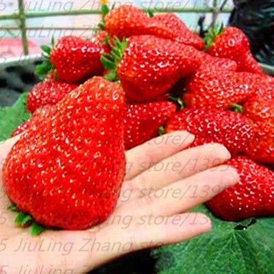 red climbing strawberry seeds 20 PCS Red giant Climbing Strawberry Seeds Fruit Seeds For Home & Gard – need4seed