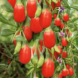 tomato seeds 20 pcs cherry tomato for home&garden planting