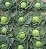 Hot Dreams Cabbage Seed vegetable 20 seeds