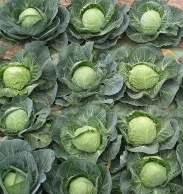 Hot Dreams Cabbage Seed vegetable 20 seeds