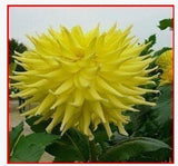 20 plant garden dahlias seeds For DIY Home Garden - Dahlias 20pcs/lot