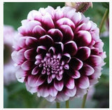 20 plant garden dahlias seeds For DIY Home Garden - Dahlias 10pcs/lot