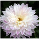 20 plant garden dahlias seeds For DIY Home Garden - Dahlias 20pcs/lot