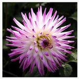 20 plant garden dahlias seeds For DIY Home Garden - Dahlias 10pcs/lot