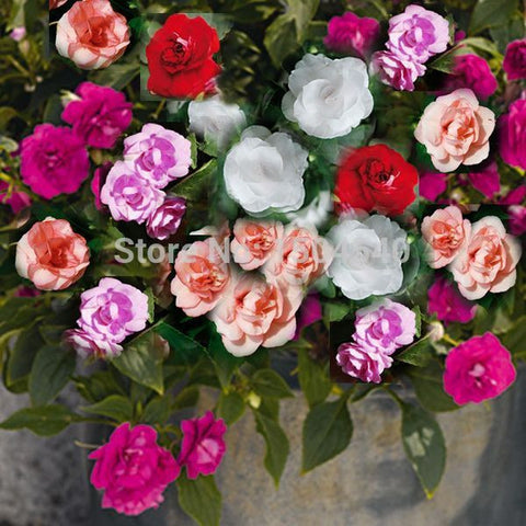 20 Mixed Colors DOUBLE CAMELLIA IMPATIENS  Seed (Balsam / Lady Slipper )