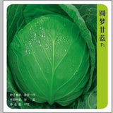 Hot Dreams Cabbage Seed vegetable 20 seeds